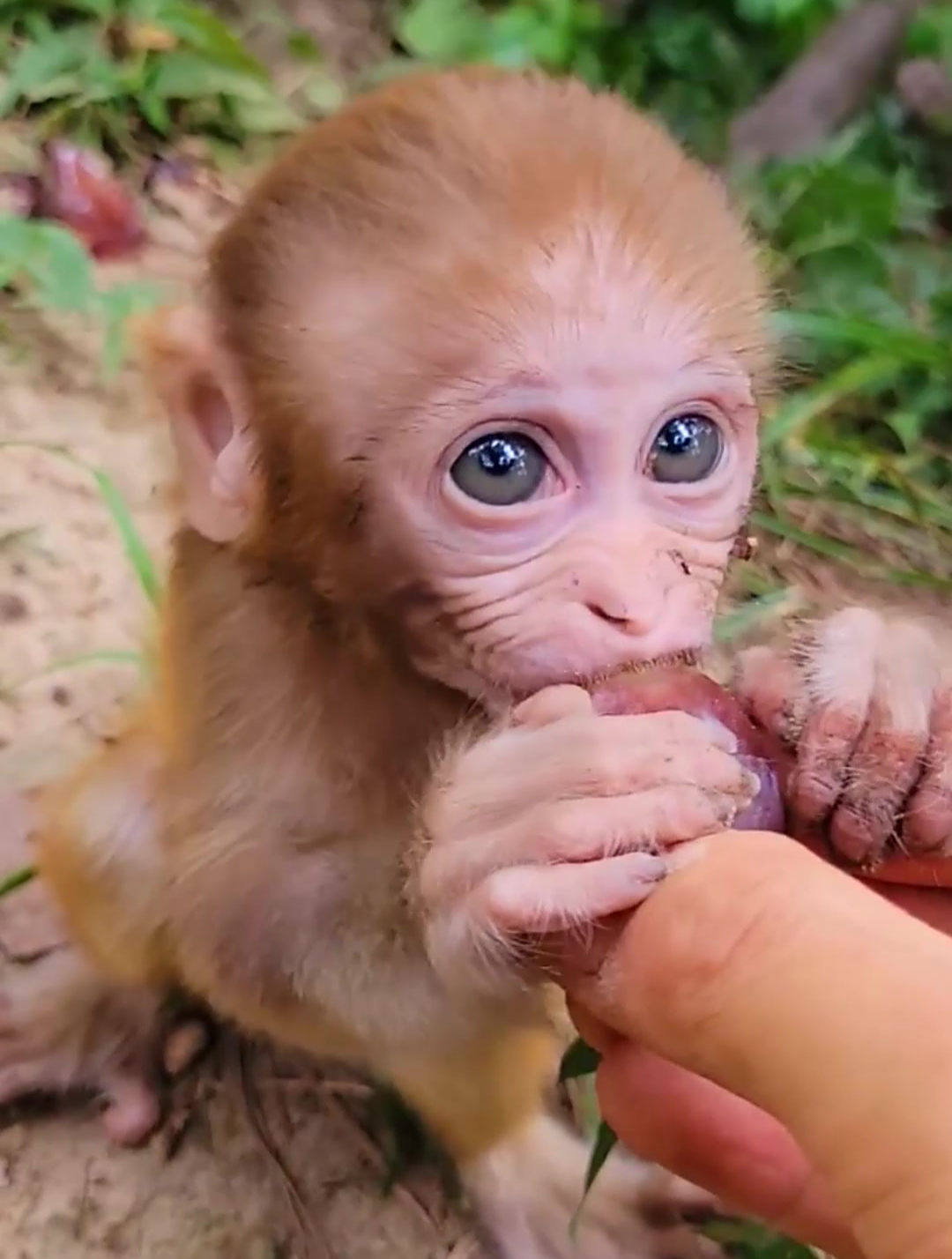 小猴子吃葡萄太可爱了