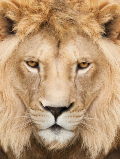 两头巅峰期狮王展开激烈厮杀,母狮拉架难起作用,最后两败俱伤 5-度小