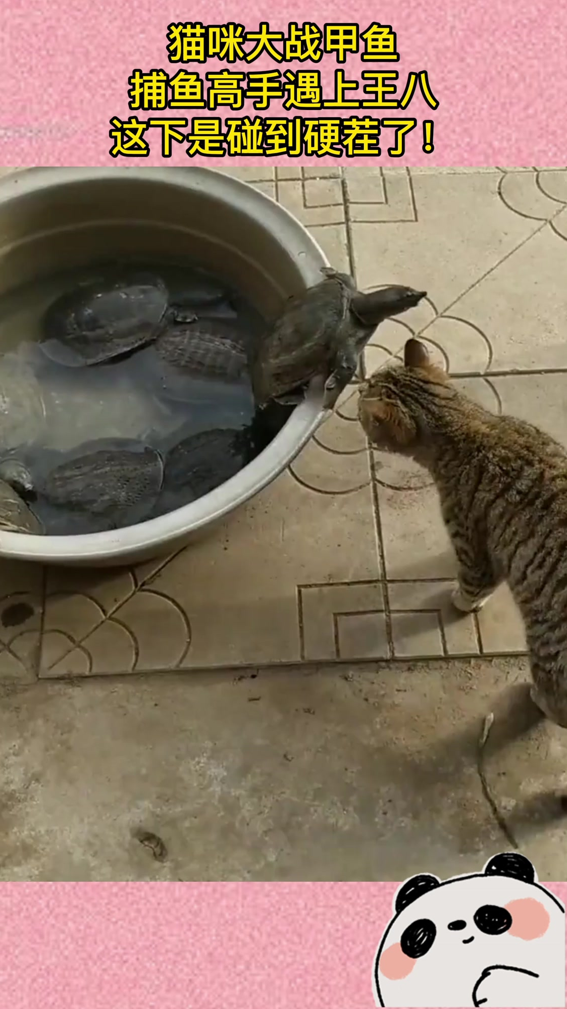 猫咪大战甲鱼,捕鱼高手遇上王八,这下是碰到硬茬了!