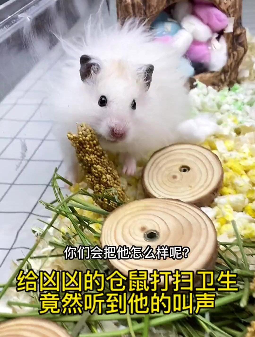 原来仓鼠凶凶的叫声是这样的