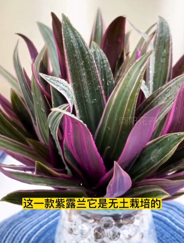 紫露兰又叫紫背万年青,美观又好养,干净又助眠,在卧室养一颗吧-度小视