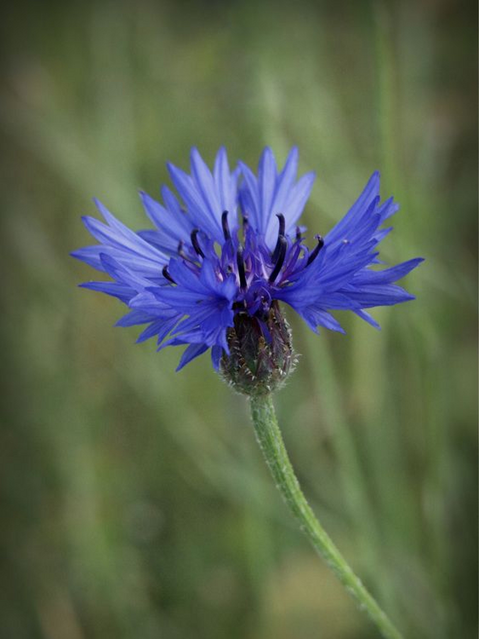 蓝色矢车菊是来自一位痴情于爱情的公主.