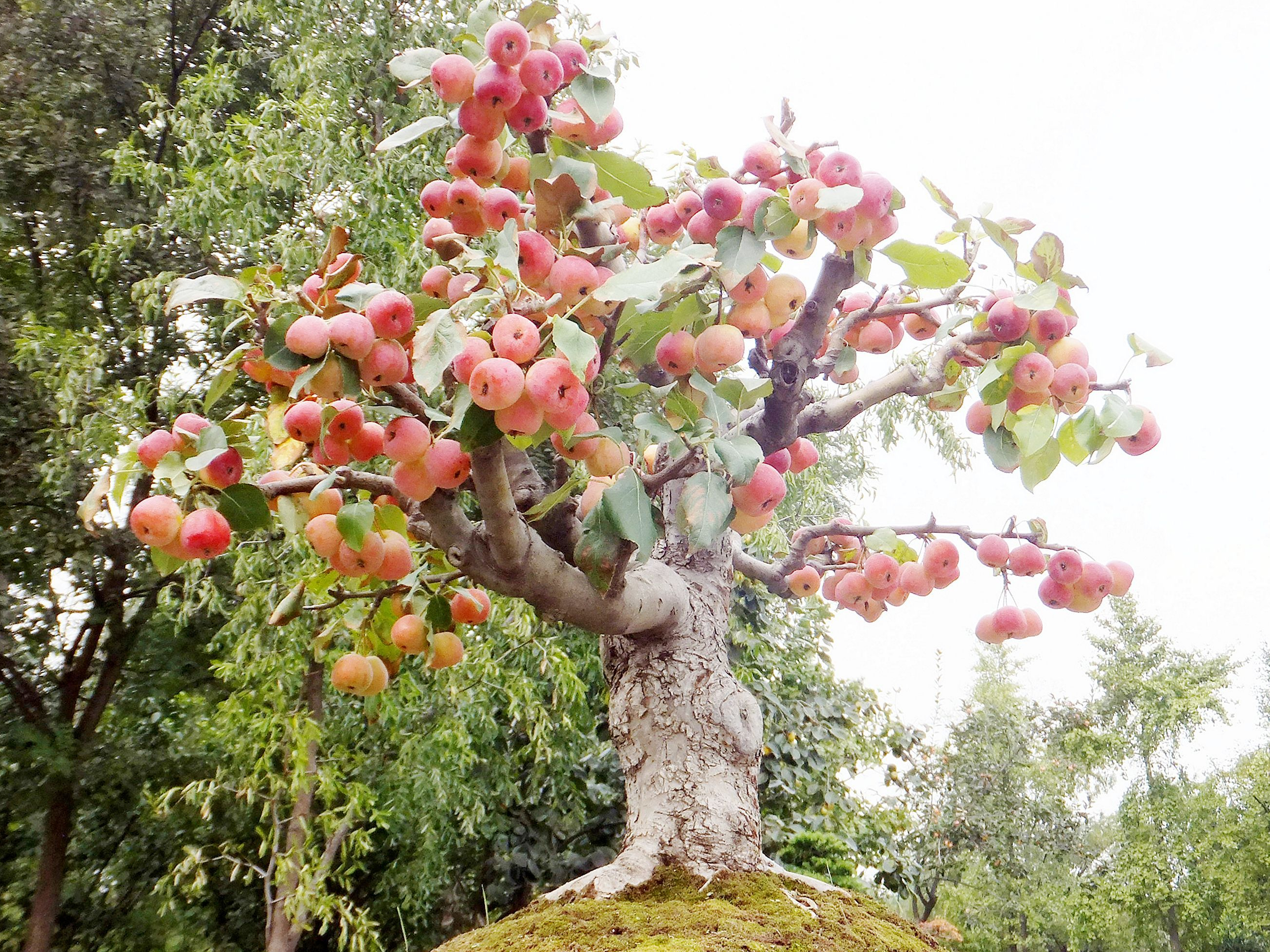 海棠树的花朵非常多,颜色也非常多,红色,粉红色,白