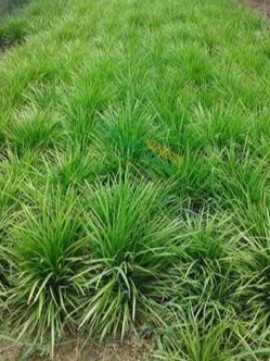 丹麦草种植要点