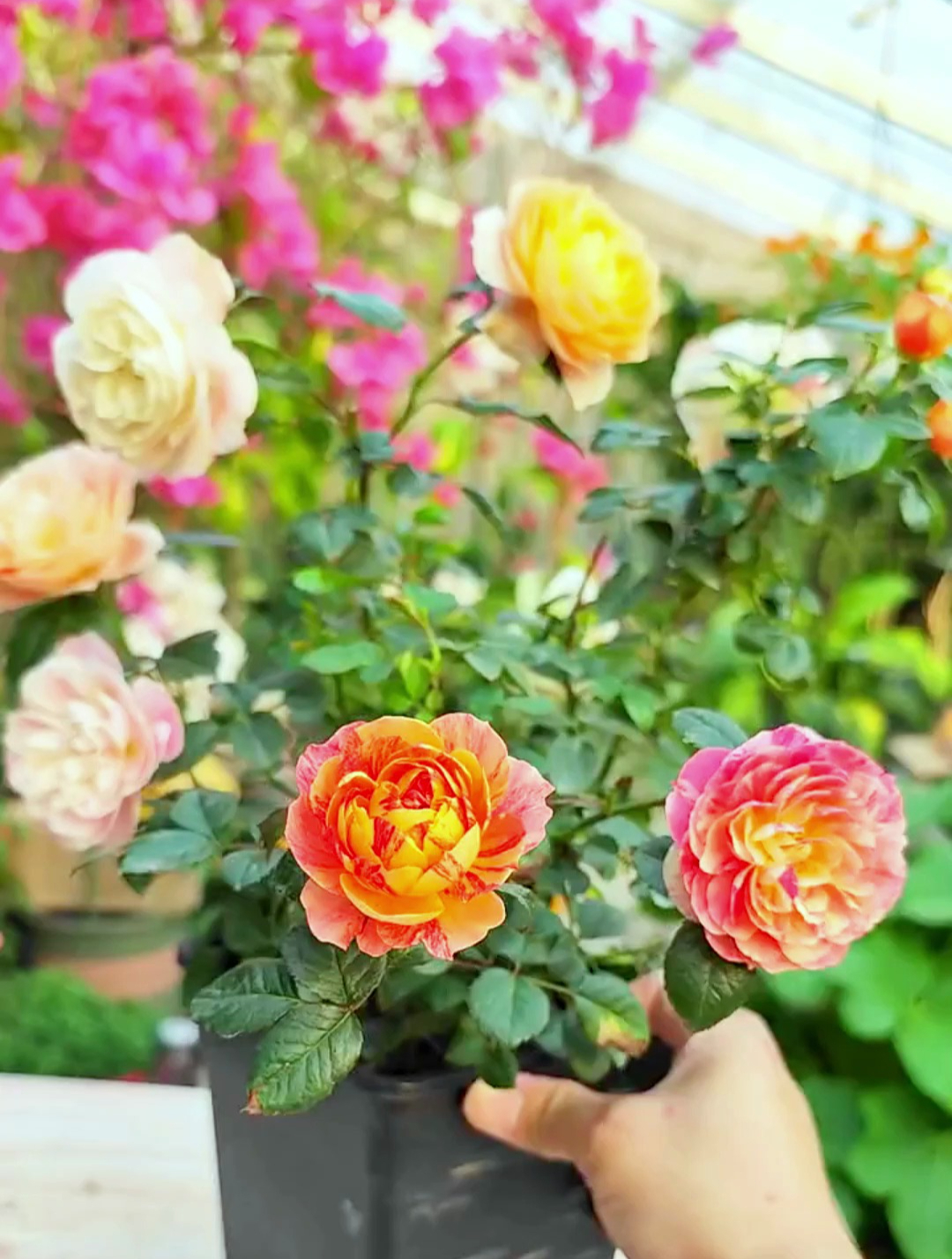 果汁飞溅开花五颜六色,很适合阳台盆栽,嫁接棒棒糖月季