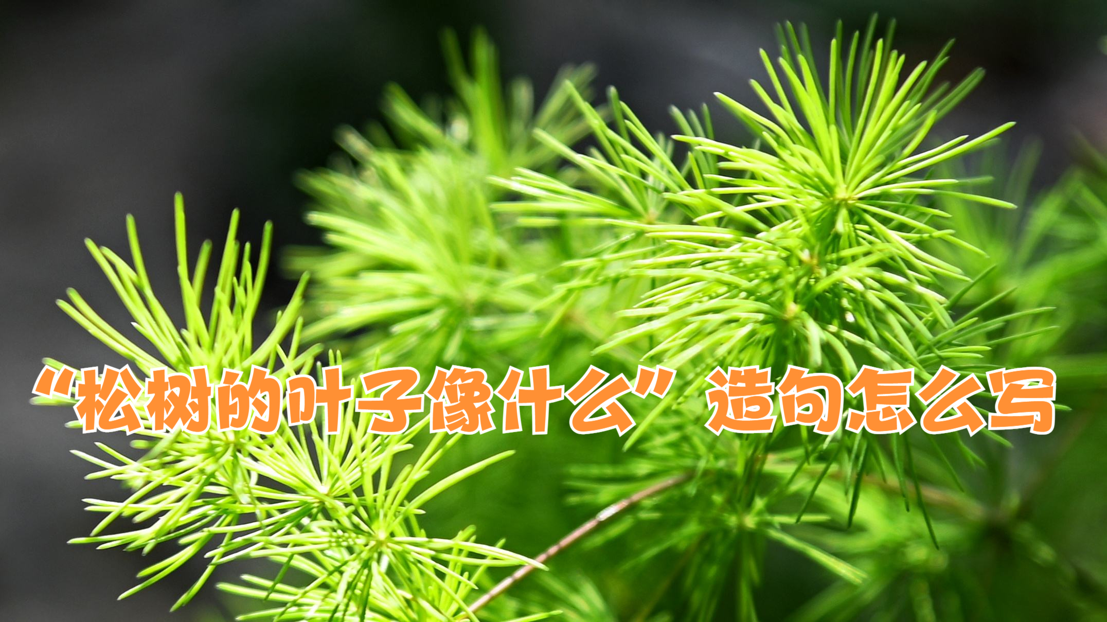 "松树的叶子像什么"造句怎么写