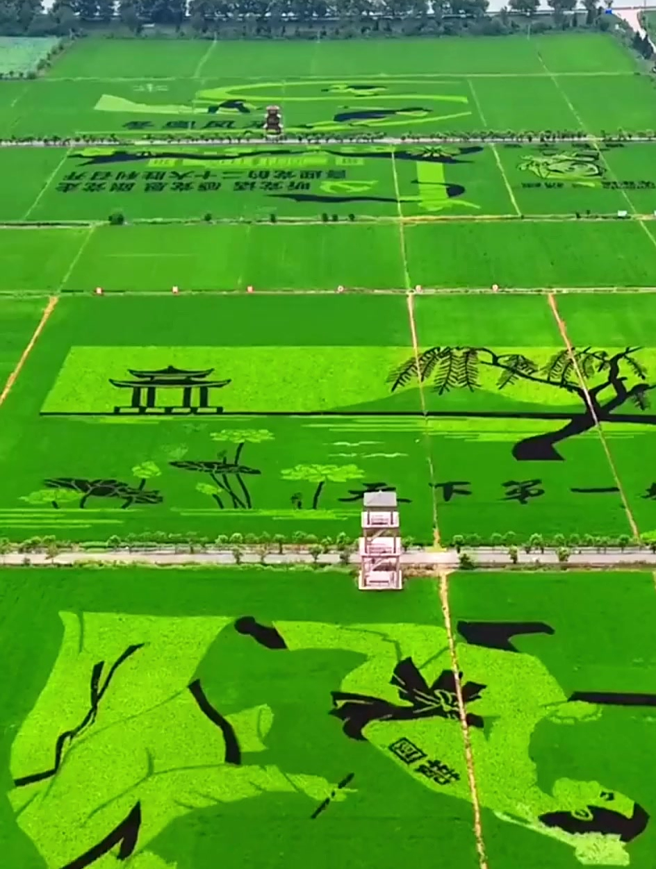 以稻为笔以地为纸安徽寿县这个稻田画也太美了