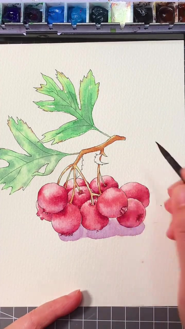 手绘山楂过程钢笔淡彩原创水彩绘画-度小视