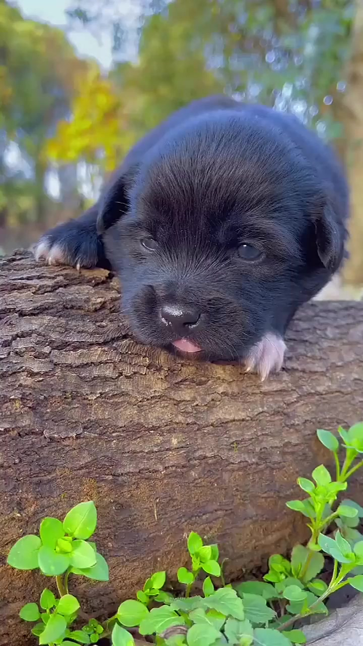事实证明,中华田园犬,果然还是小时候可爱!
