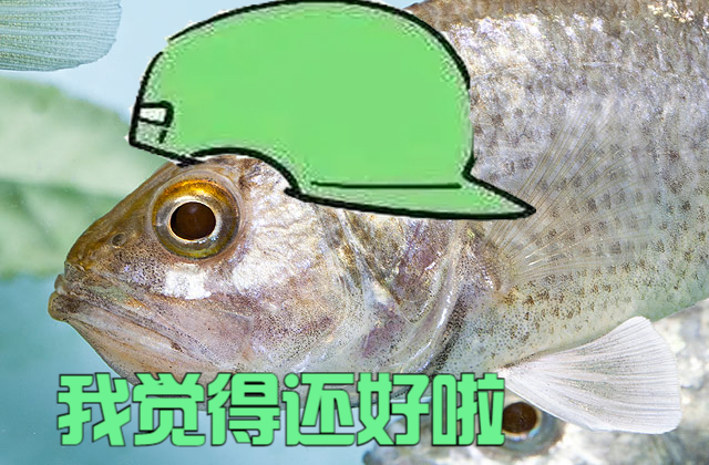 用嘴孵卵的鱼,孵的或是别人的卵,它们是"绿帽哥"or"海王"?