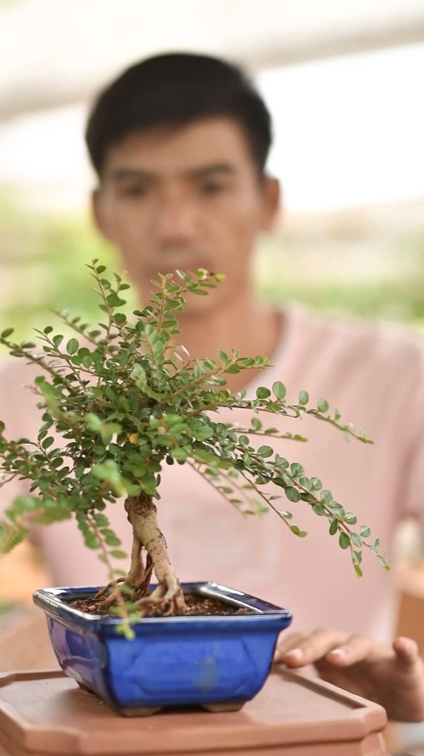 小盆景平枝荀子盆景修剪盆景制作