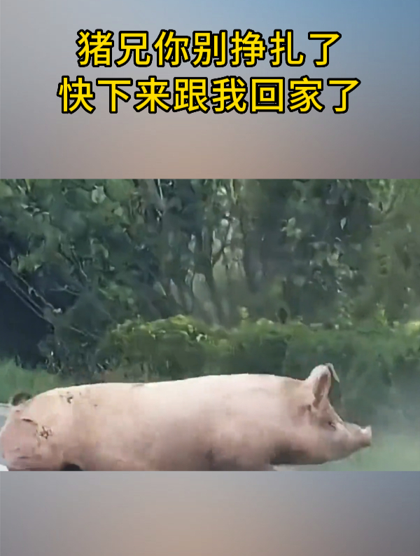 猪兄你别挣扎了,快下来跟我回家了