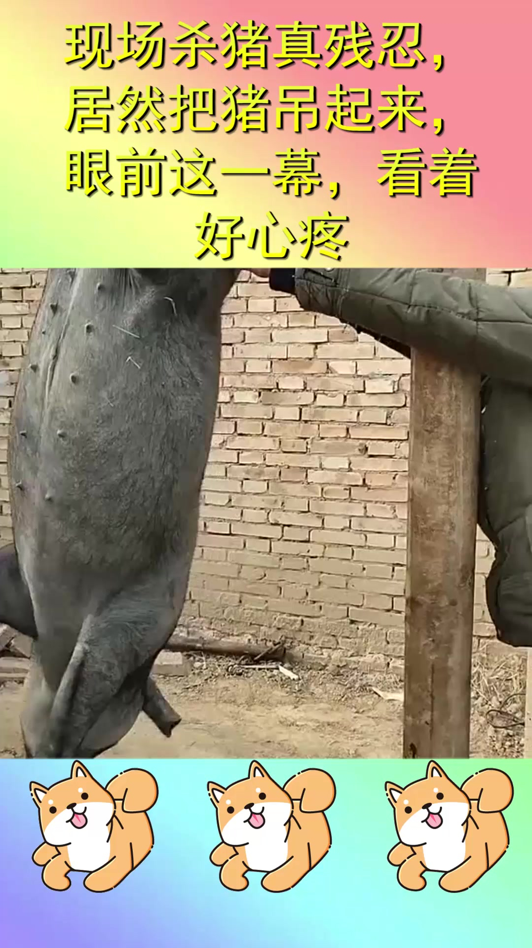 现场杀猪真残忍,居然把猪吊起来,眼前这一幕,看着好心疼