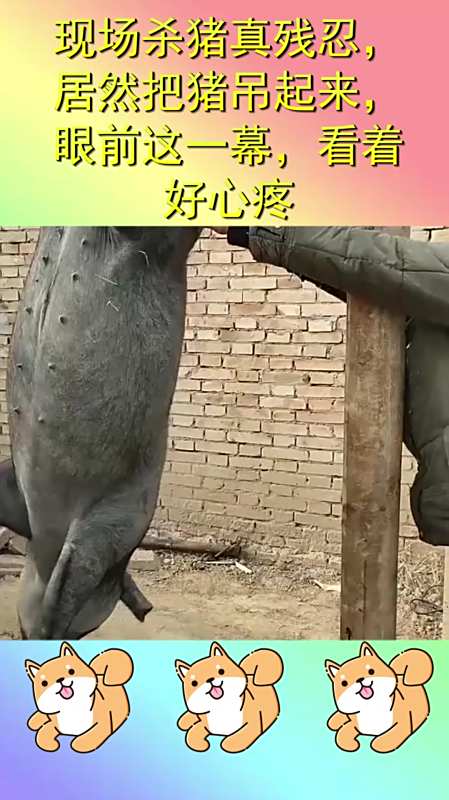 现场杀猪真残忍,居然把猪吊起来,眼前这一幕,看着好心疼