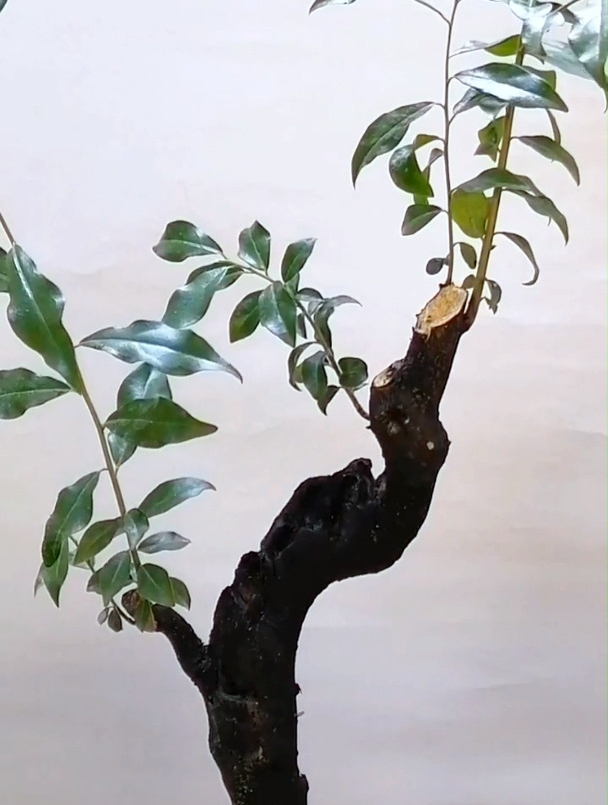 金弹子上盆修剪,你学会了吗?-度小视