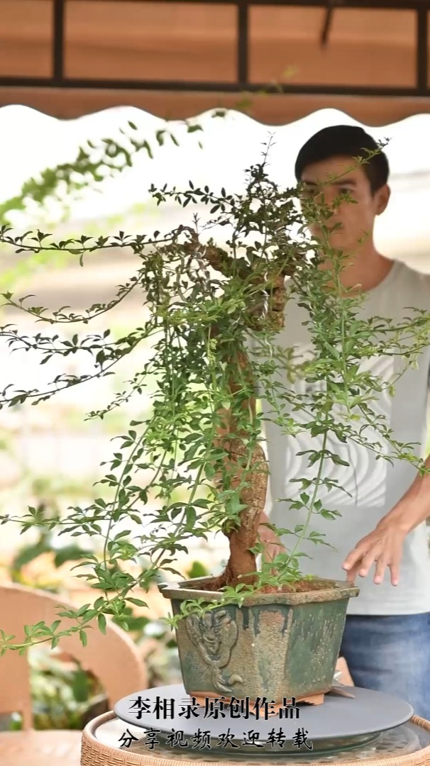 高提根迎春《盆景修剪 盆景制作》