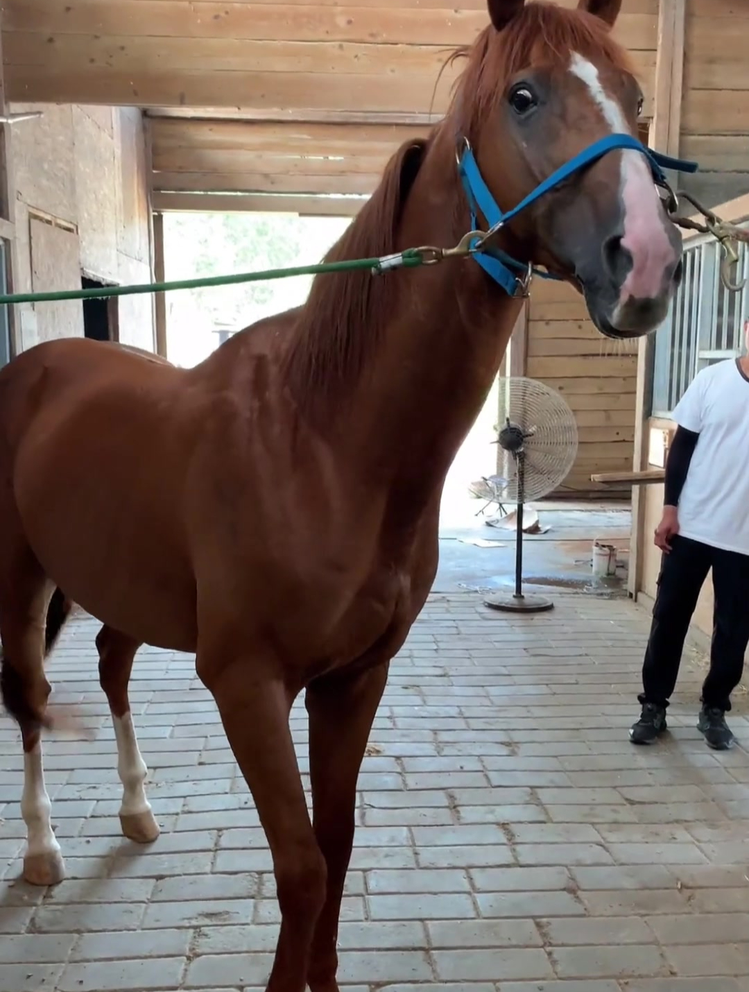 来自俄罗斯的布琼尼将军的坐骑-度小视