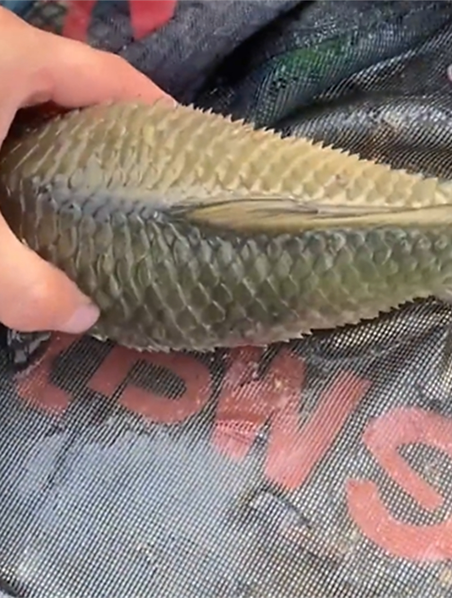 男子钓鱼,钓出一条鳞片都竖起来的鱼,网友:鲫鱼跟河豚杂交的