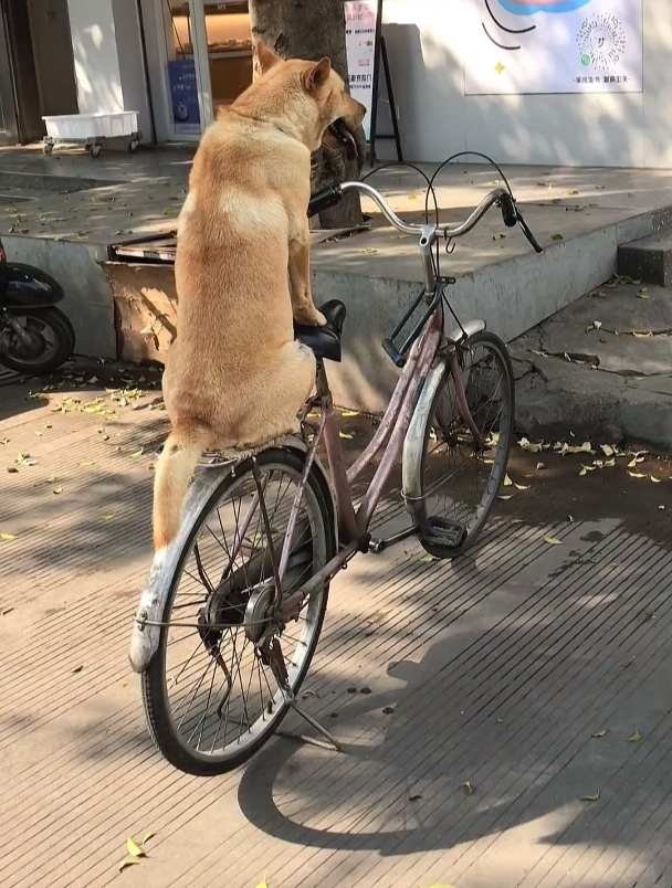 狗狗坐在自行车后座上等主人