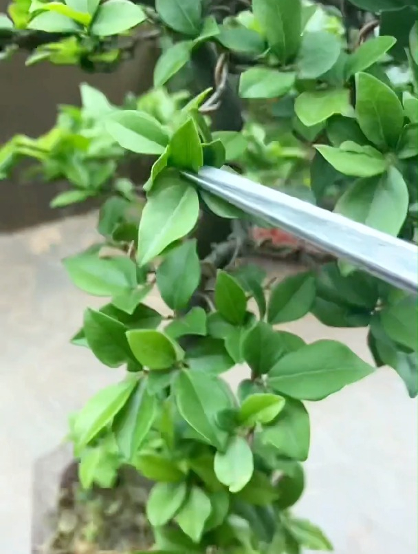 你知道盆景摘心修叶是为什么吗?