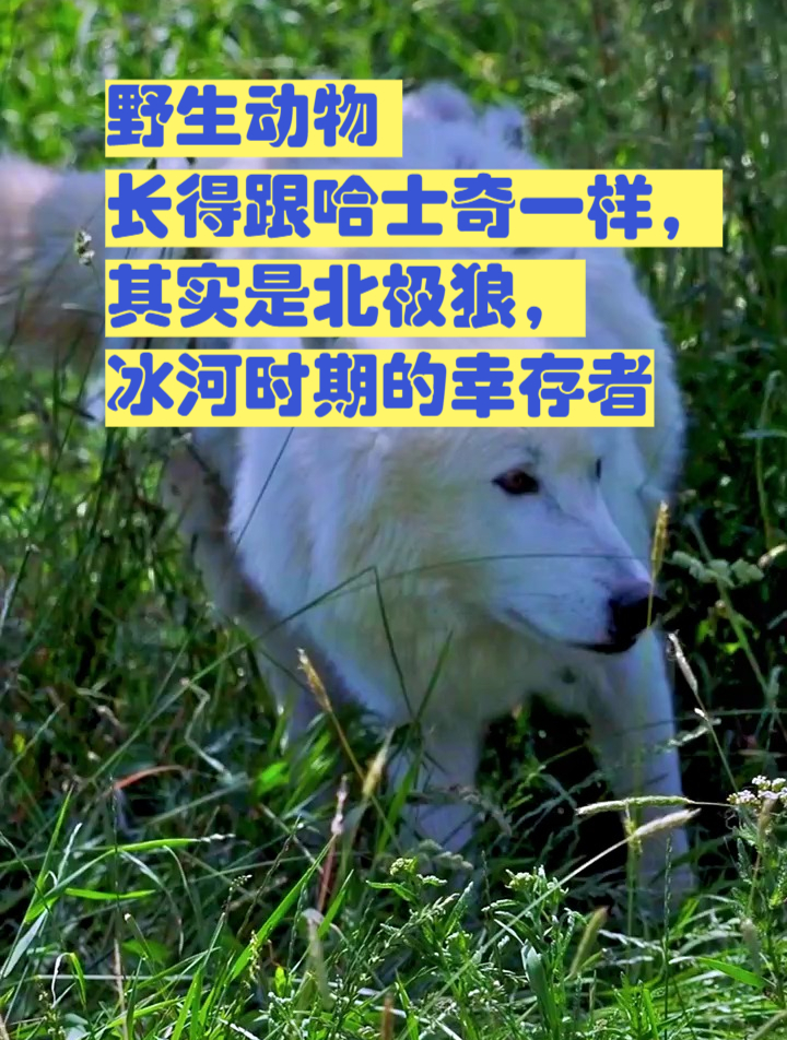 野生动物 长得跟哈士奇一样,其实是北极狼,冰河时期的幸存者-度小视