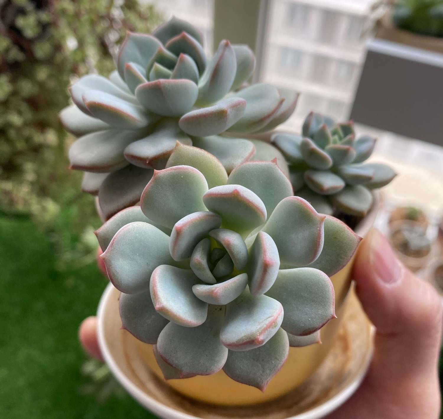 蜜桃格林,阳台上控养效果很明显的多肉,叶片短而圆,颜色粉嫩