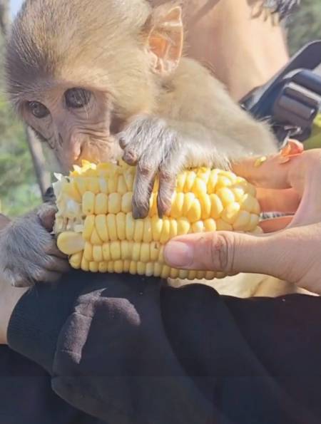 这只小猴叫多多,你们喜欢他吗-度小视