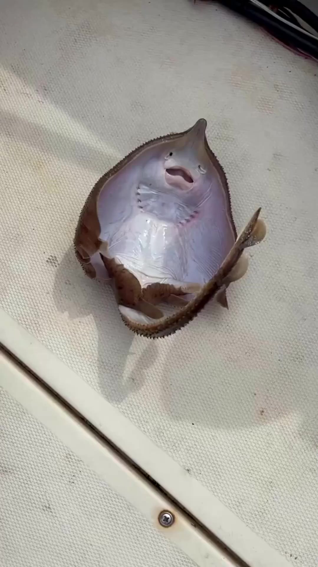 "诡异"魔鬼鱼,日本海域的生物,已经"变异"了吗?