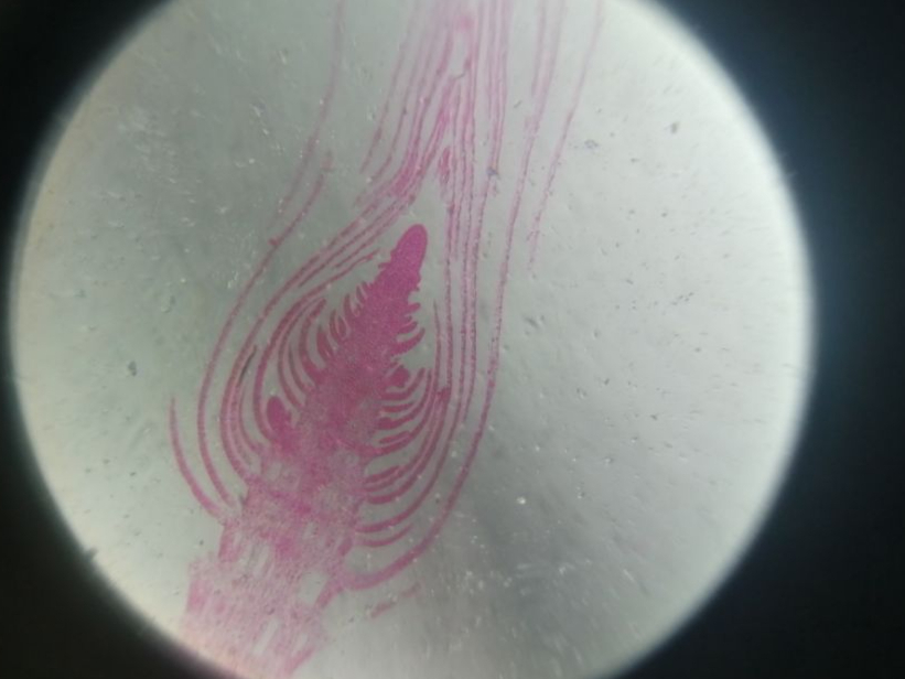 显微镜下植物叶芽的纵切图