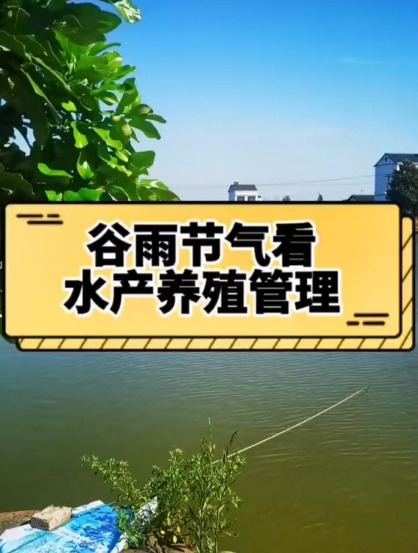 谷雨节气看水产养殖管理 水产养殖 四大家鱼养殖-度小视