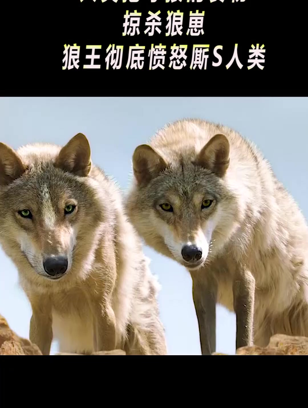 人类抢夺狼的食物,掠杀狼崽,狼王彻底愤怒厮s人类(2)