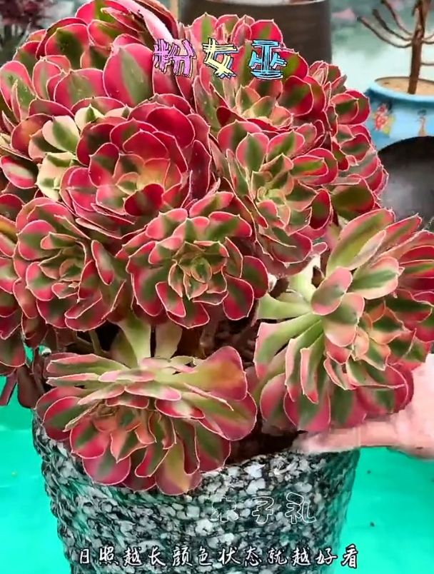 为什么都粉女巫呢?-度小视