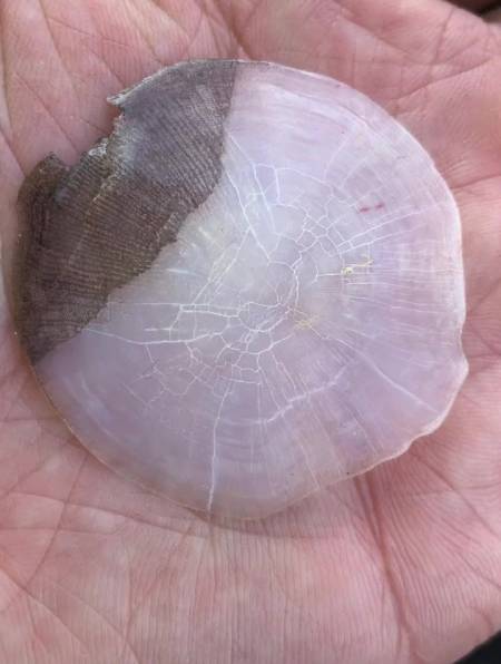 挂了片这么大的鱼鳞,这鱼鳞够大了吧