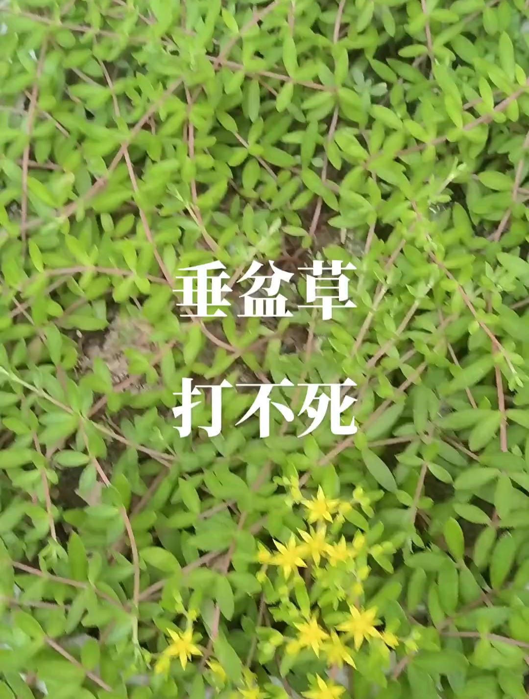 农村野草:垂盆草又名打不死