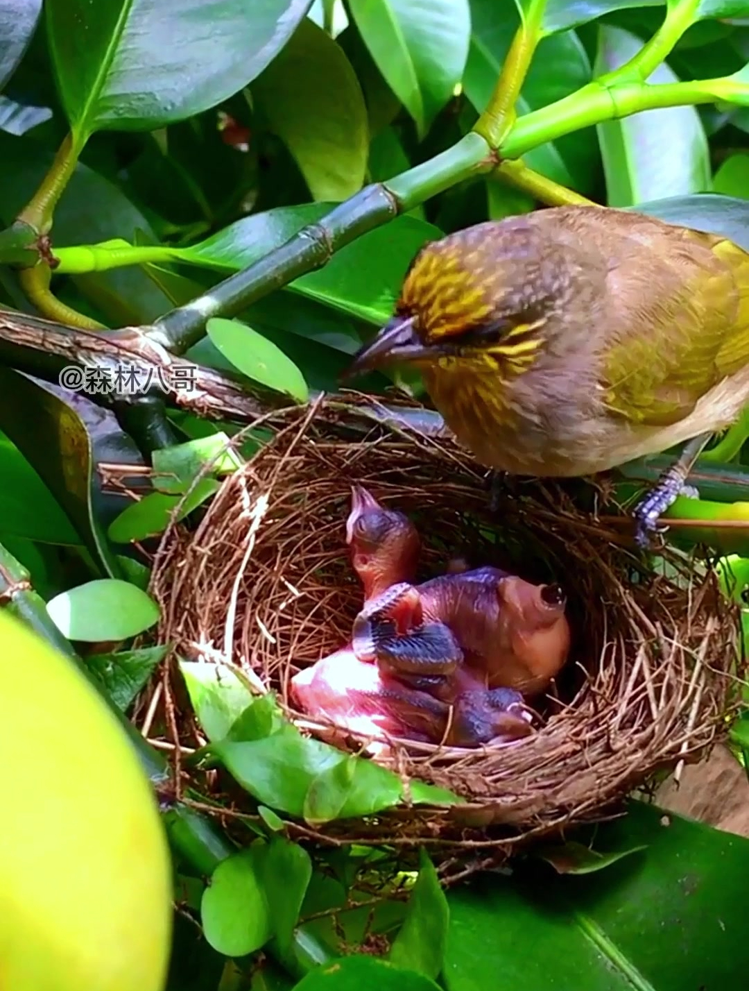 鸟妈妈喂小鸟吃虫子!
