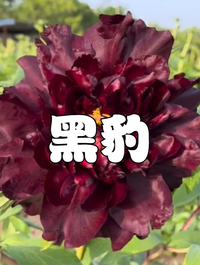 牡丹品种:黑豹牡丹,目前接近黑色的牡丹