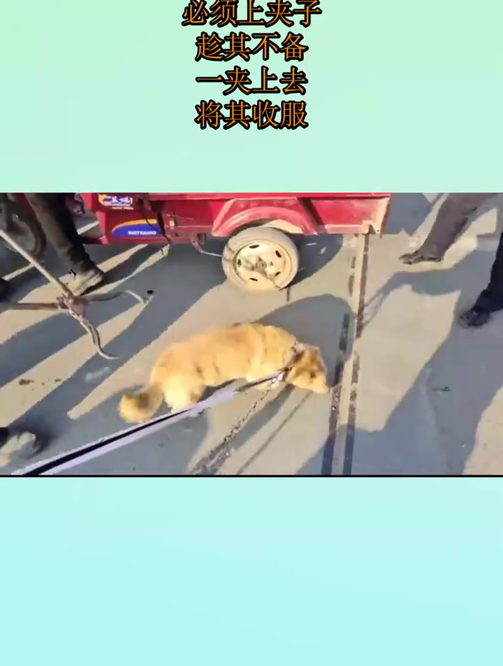 农村狗市对付恶犬必须上夹子趁其不备一夹上去将其收服