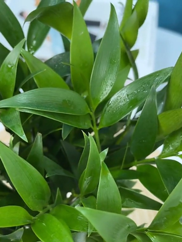 竹柏又叫"驱蚊竹",浇水就能活,客厅养一盆夏天好"驱蚊"!