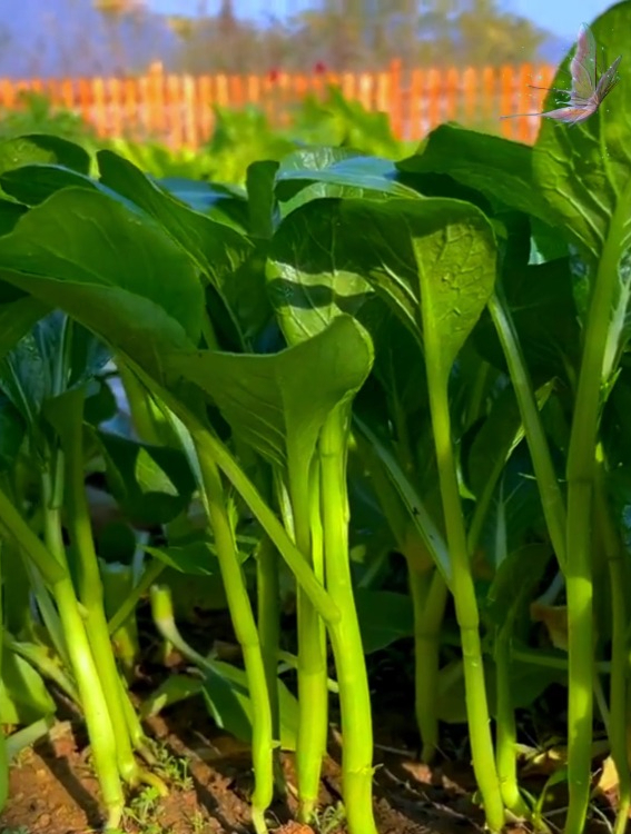 四九菜心种植简单易管理,一个月就能采收,口感鲜嫩味道好!