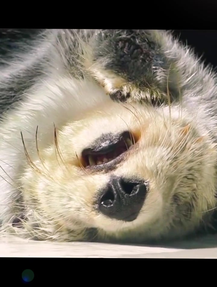 一只睡到迷糊的小海獭睡得这么香这睡相太可爱了