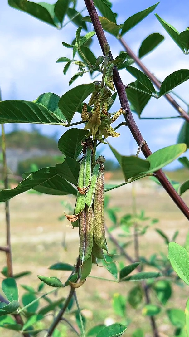 猪屎豆,别名响铃草,很多人却把它忽略了,你那有吗?