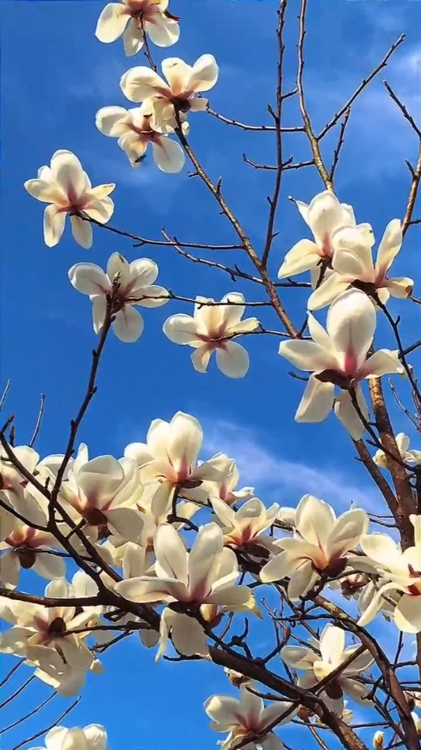 治愈系风景:又到玉兰花盛开的季节,朵朵向上,淡雅