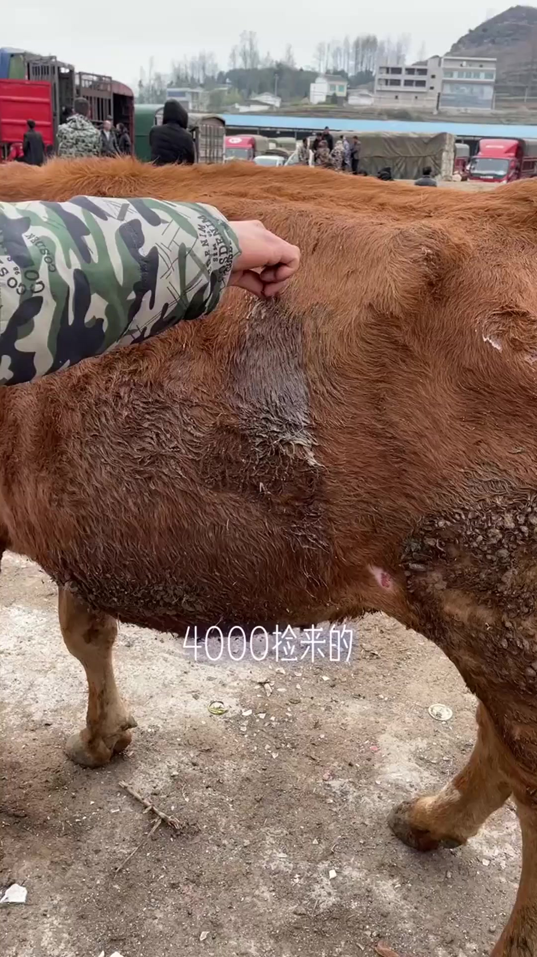 艺高人胆大,牛胀气严重,放完气4000到手!