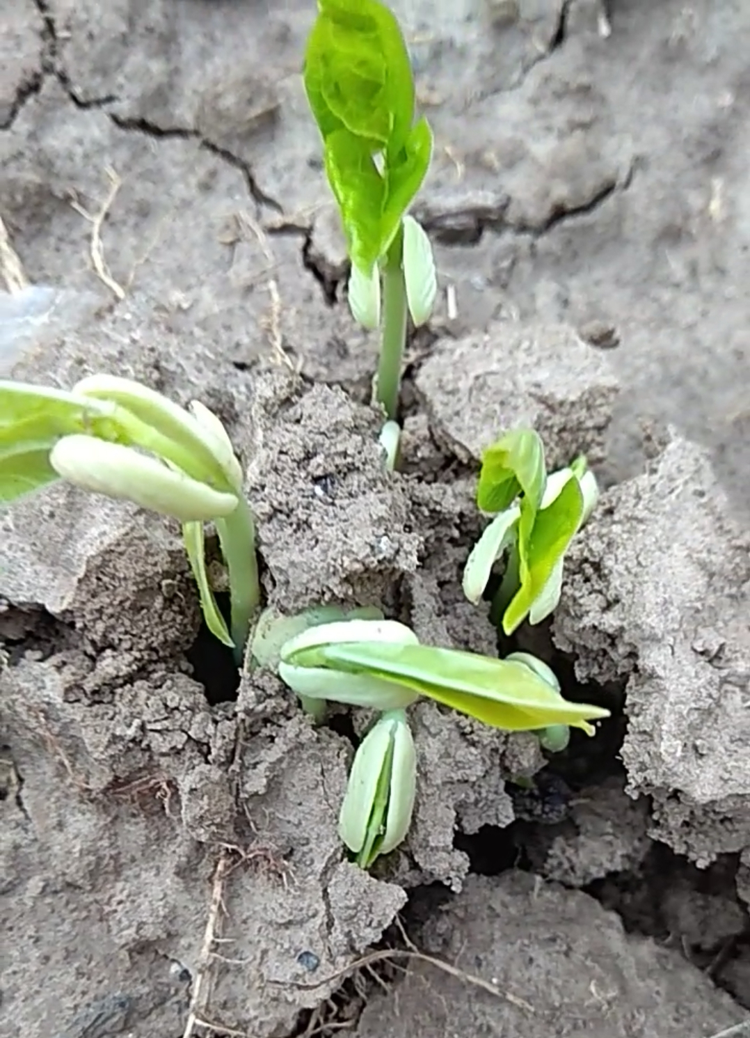 豆角种植简单,容易生长,豆角高产的方法,值得学习