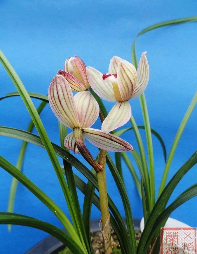 被无数兰友视为珍宝的莲瓣兰滇荷,清丽大方,花姿优雅,完美无瑕