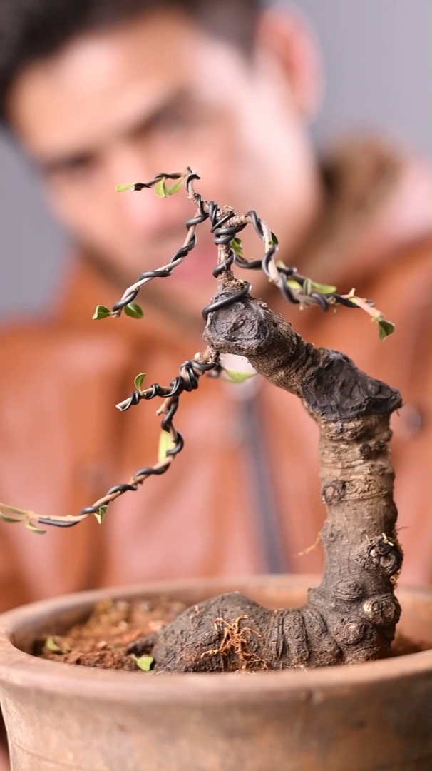 铁马鞭《录品记-盆景李相录》