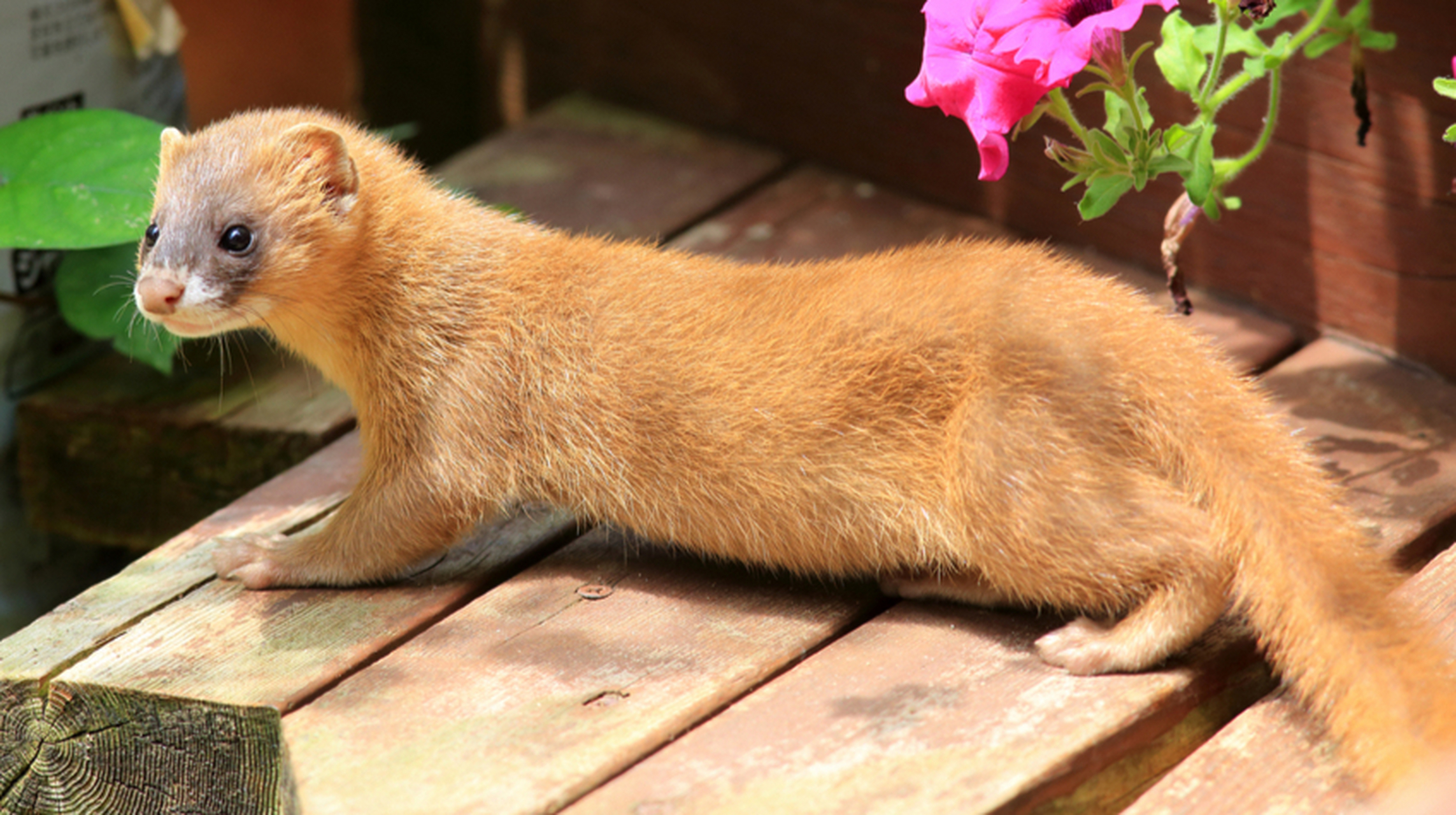 民间认为黄鼠狼具有灵性,称其为"黄大仙"