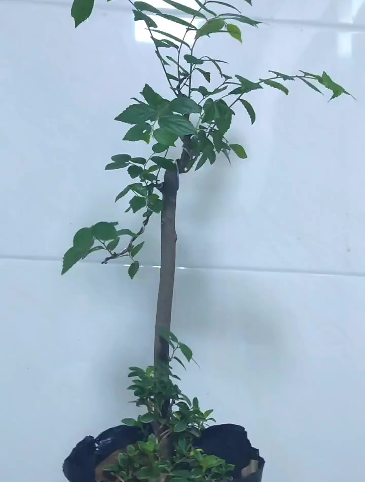 金弹子盆景修剪的错误你做了哪些,一定要忍住-度小视