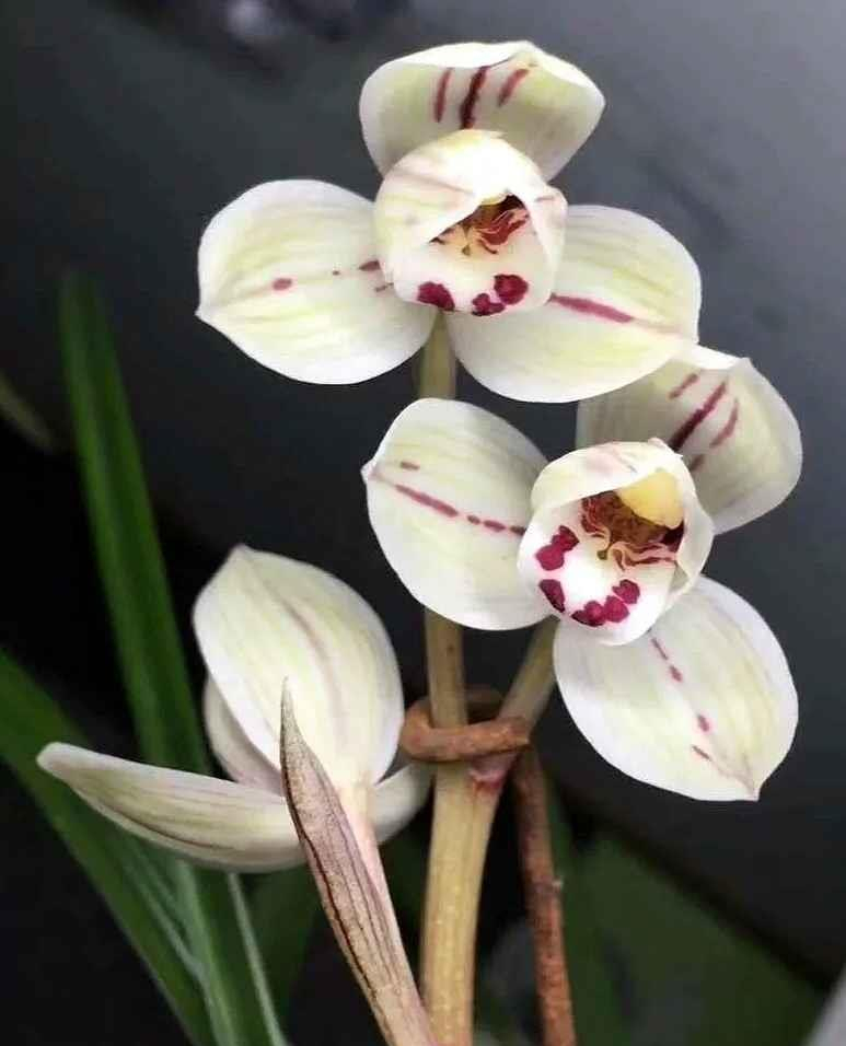 莲瓣兰名品"聚宝荷"花姿秀丽,大气典雅,养上一盆很显品味