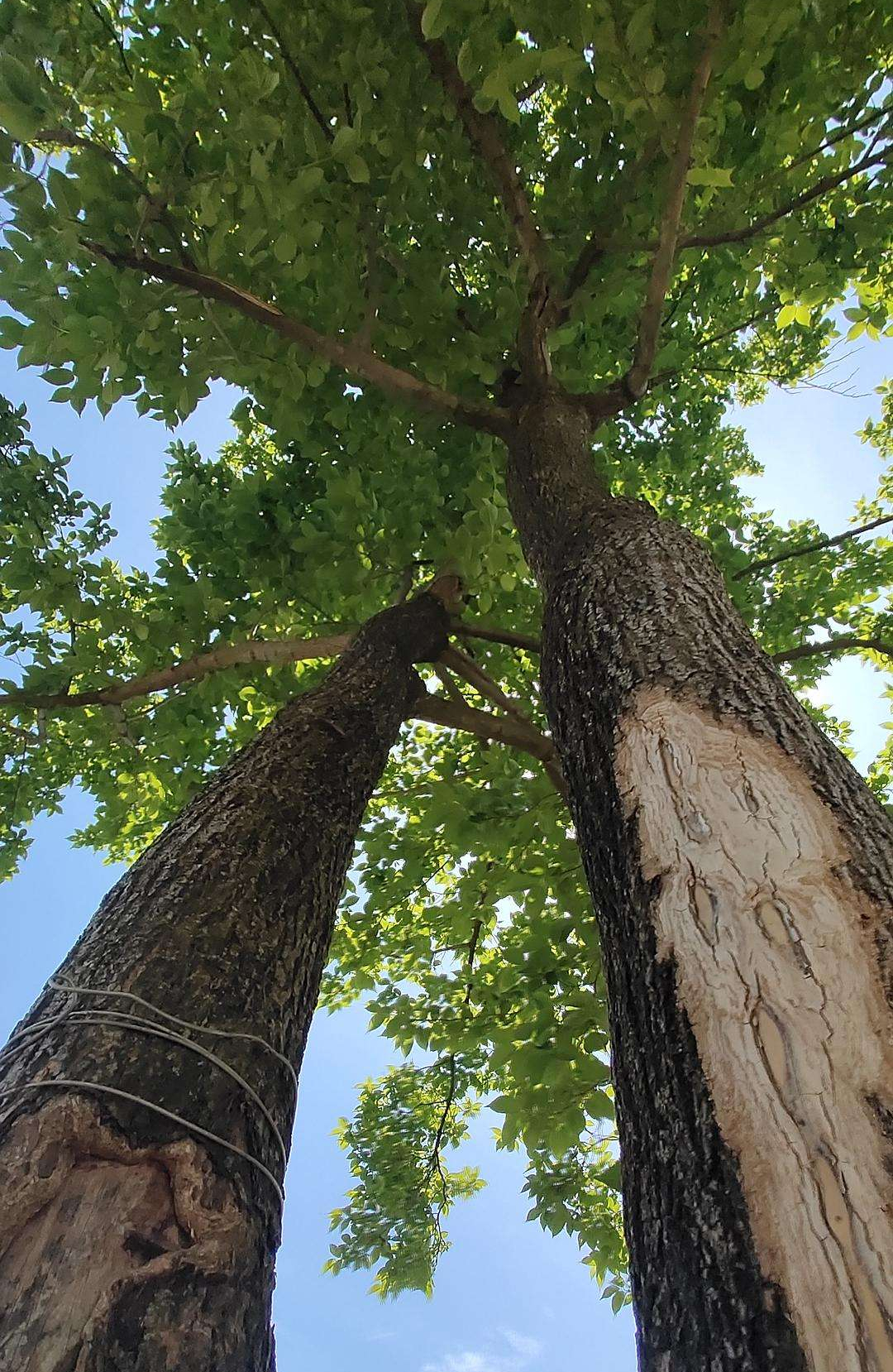 杜仲树种植几年可以剥皮